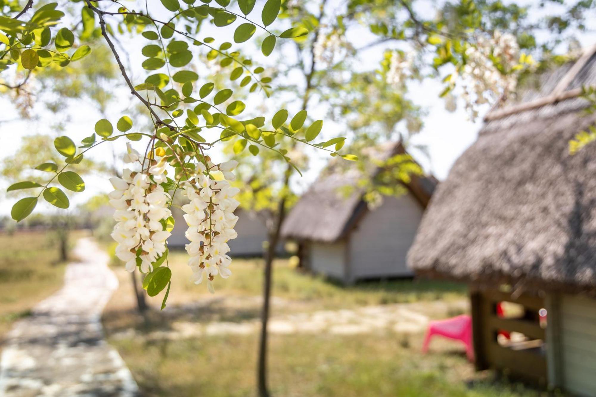Dolphin Camping Sfântu Gheorghe Exterior foto